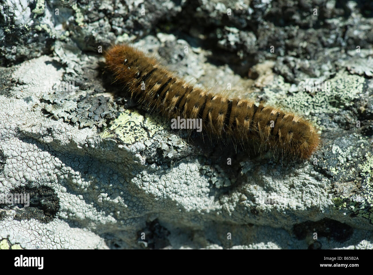 Hairy caterpillar crawling across lichen covered rock Stock Photo