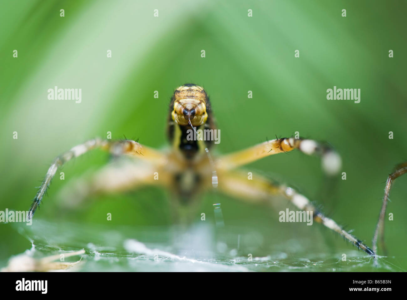 Yellow Garden Spider (argiope aurantia) spinning web, focus on spinneret Stock Photo