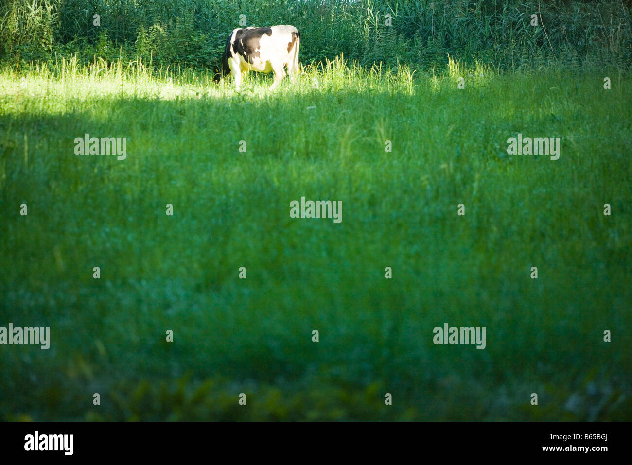 Dairy cow grazing in pasture Stock Photo - Alamy
