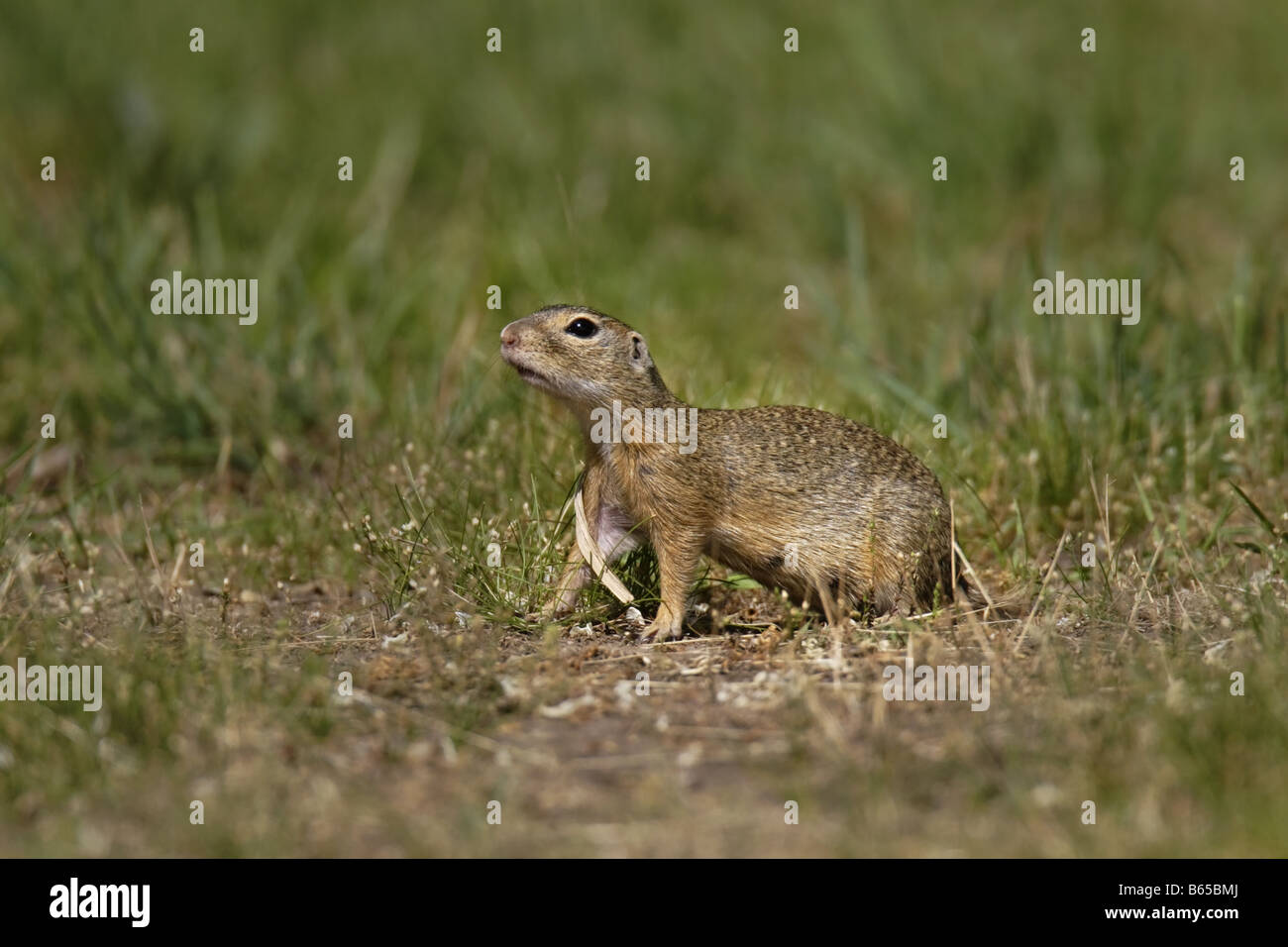 Erdhörnchen Erdmännchen Ziesel Citellus Citellus spermophilus European ground squirrel Souslik Stock Photo