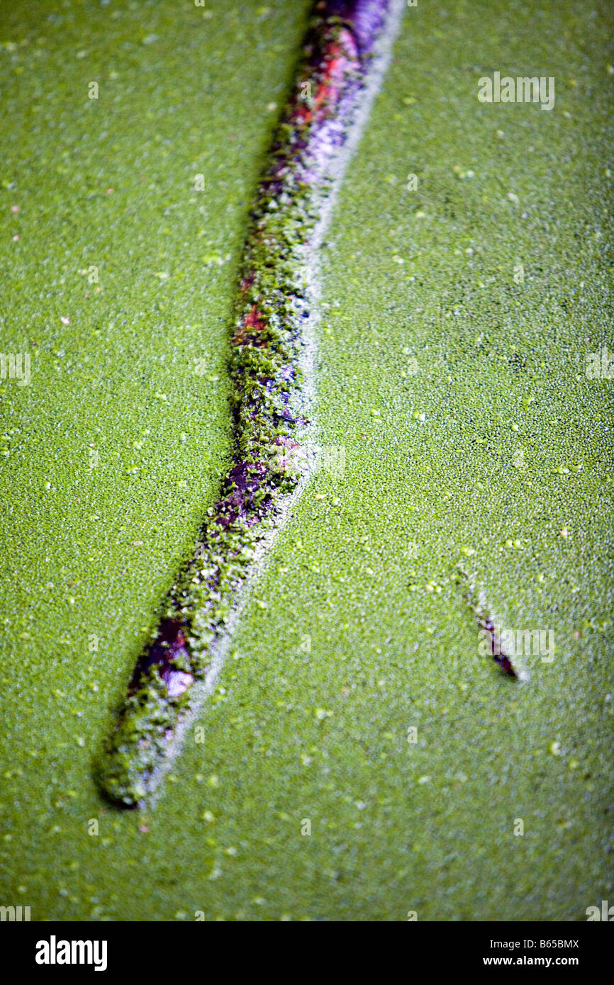 Sticks floating among duckweed on a pond Stock Photo