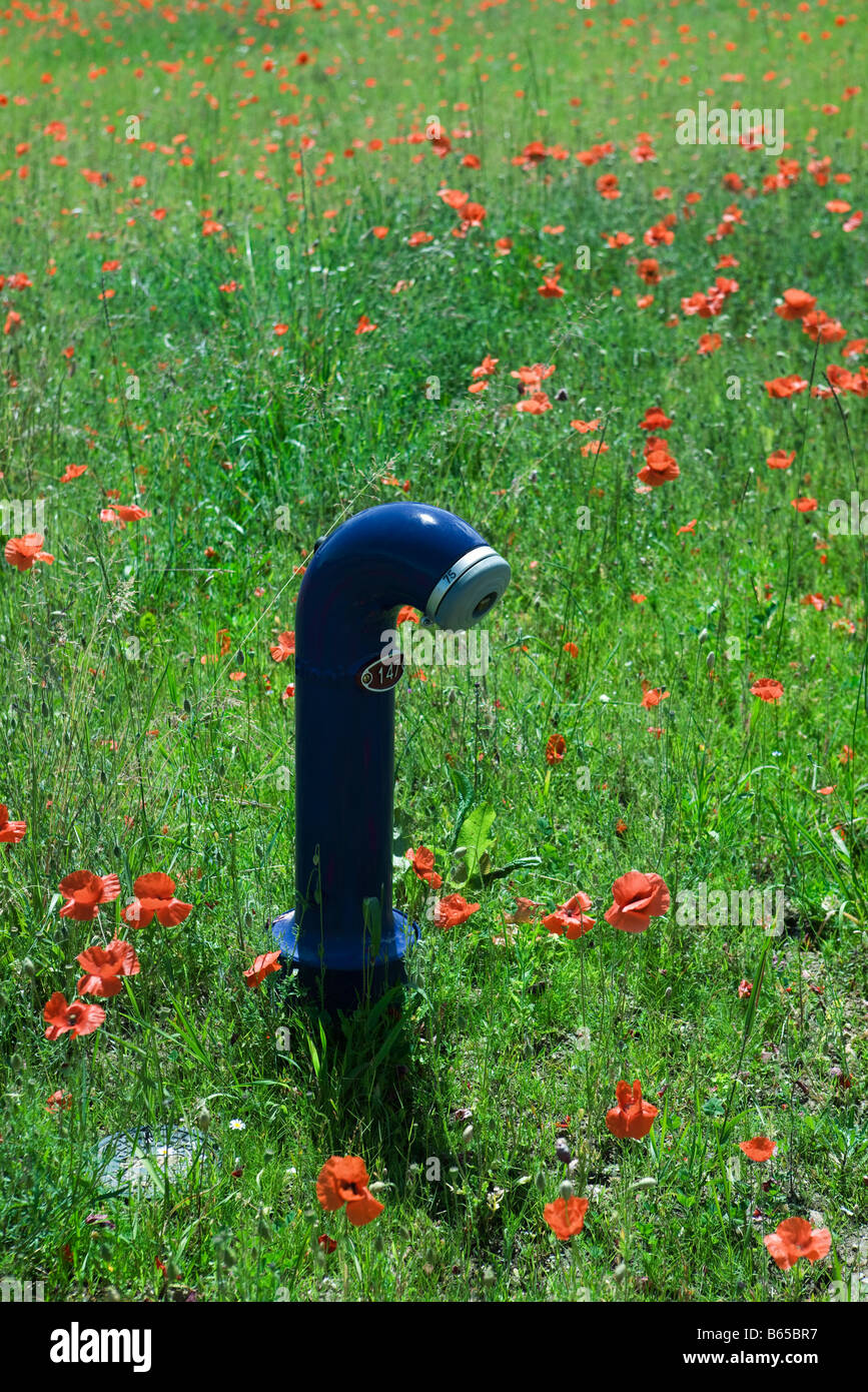 Water spigot in field of poppies Stock Photo