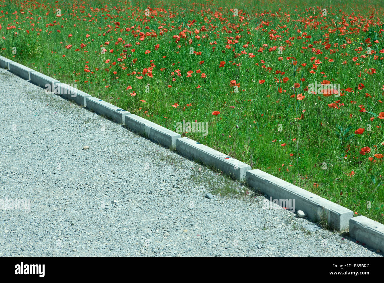 Gravel footpath by field of poppies Stock Photo