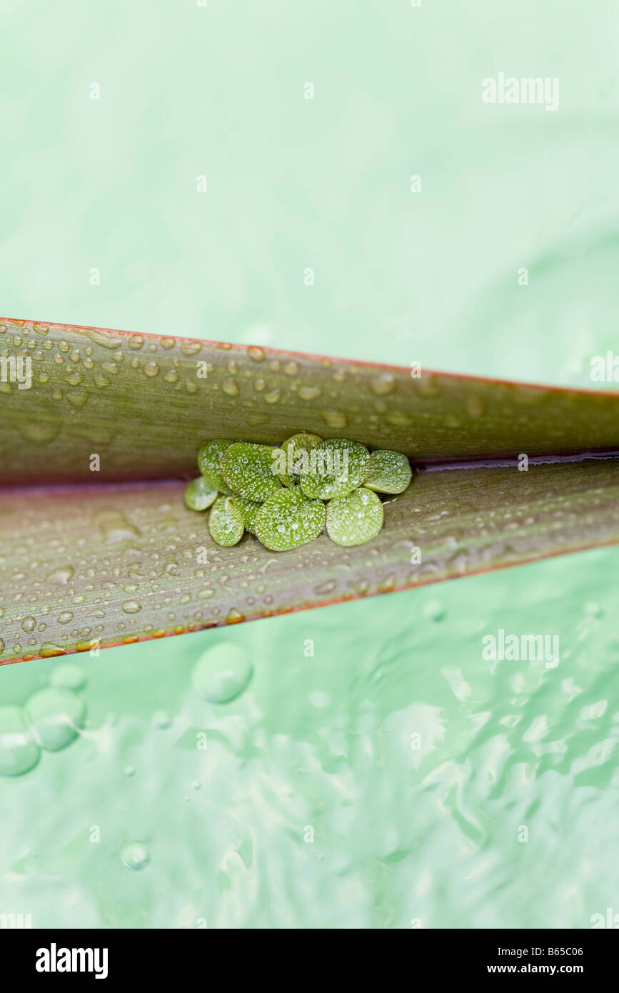 Leaves on palm leaf, floating on water Stock Photo Alamy