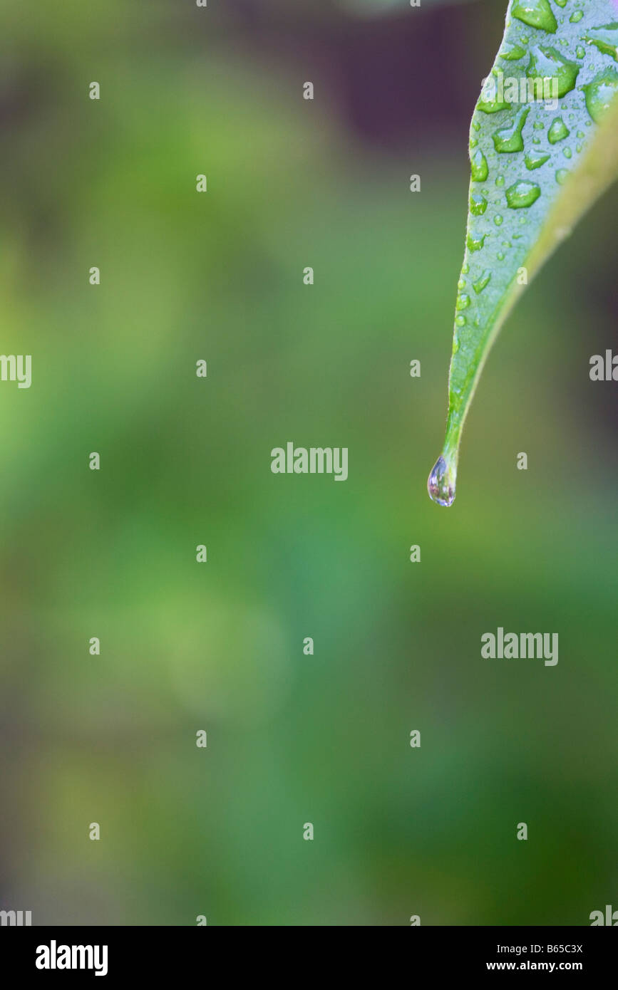 Water dripping off leaf, cropped view Stock Photo Alamy