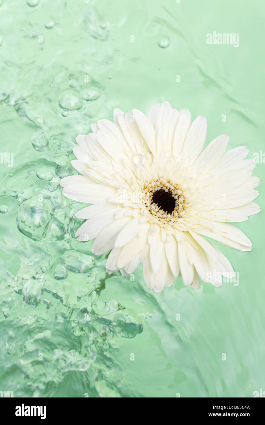 Gerbera daisy floating on water Stock Photo Alamy