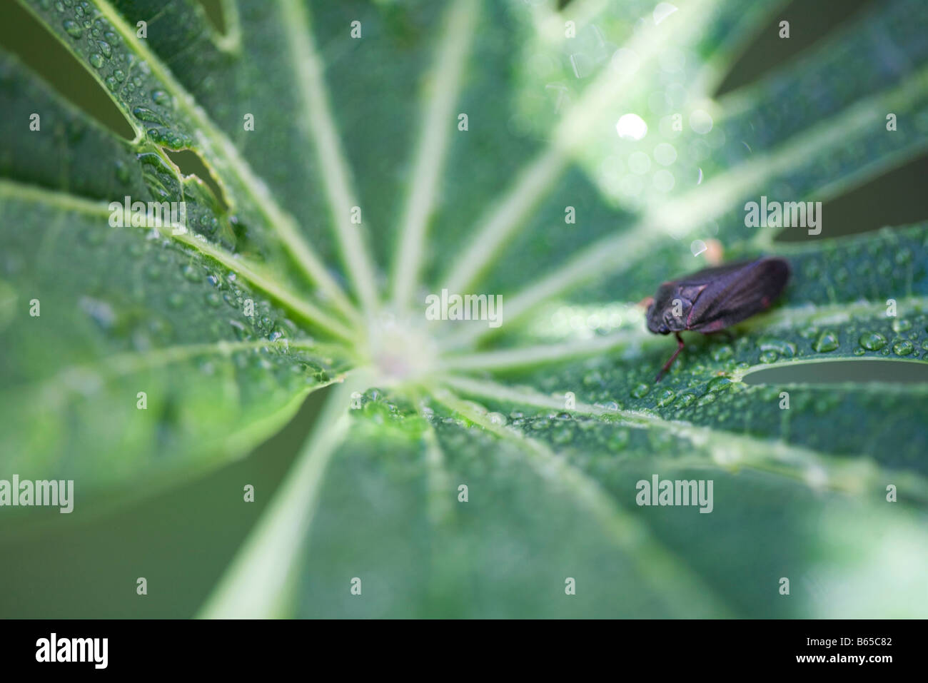 Small insect crawling across dew drop laced cassava leaf Stock Photo