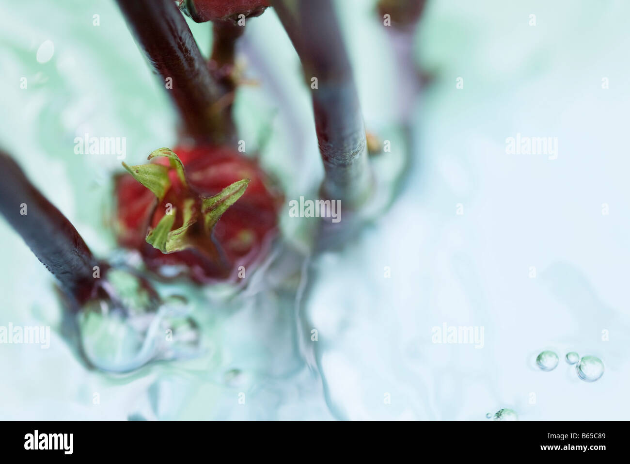Flower bud, nearly submerged in water Stock Photo Alamy
