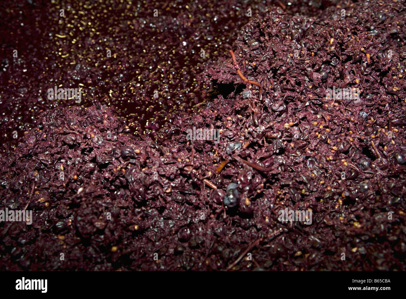 Crushed wine grapes, full frame Stock Photo Alamy
