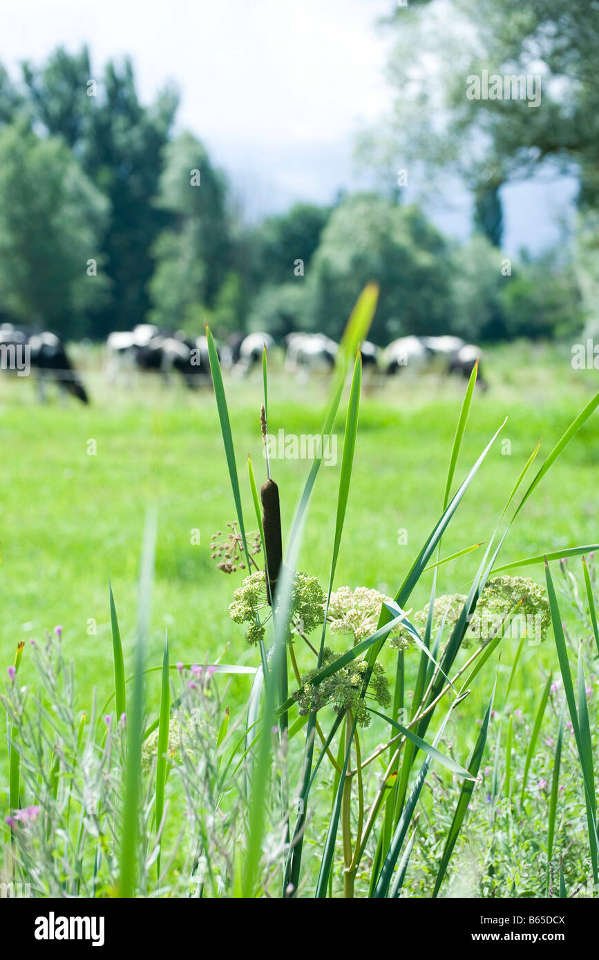 Tall grass, herd of dairy cows in background Stock Photo - Alamy