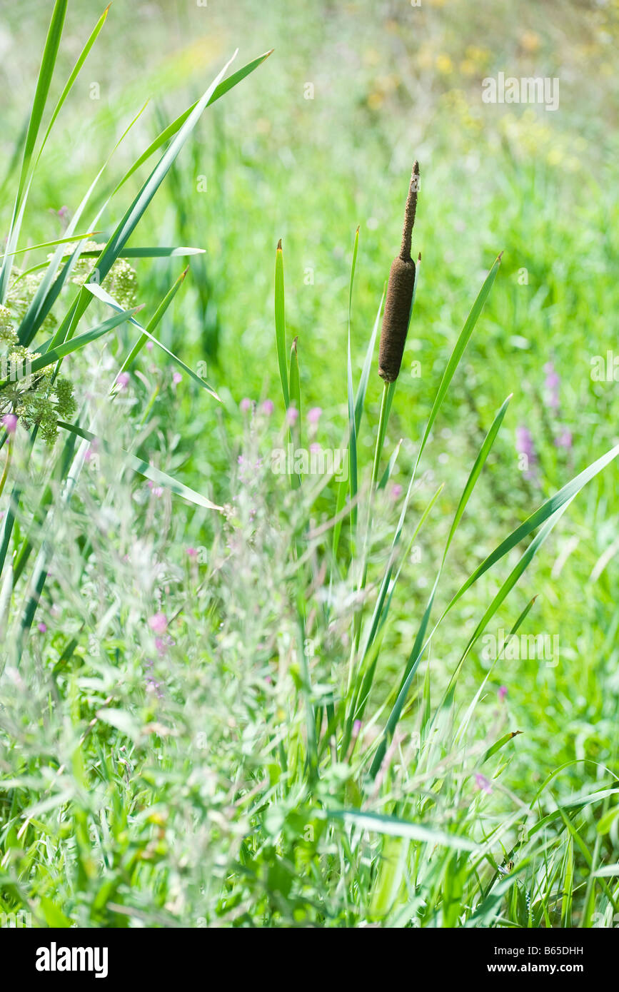 Field of tall grass and wildflowers Stock Photo - Alamy