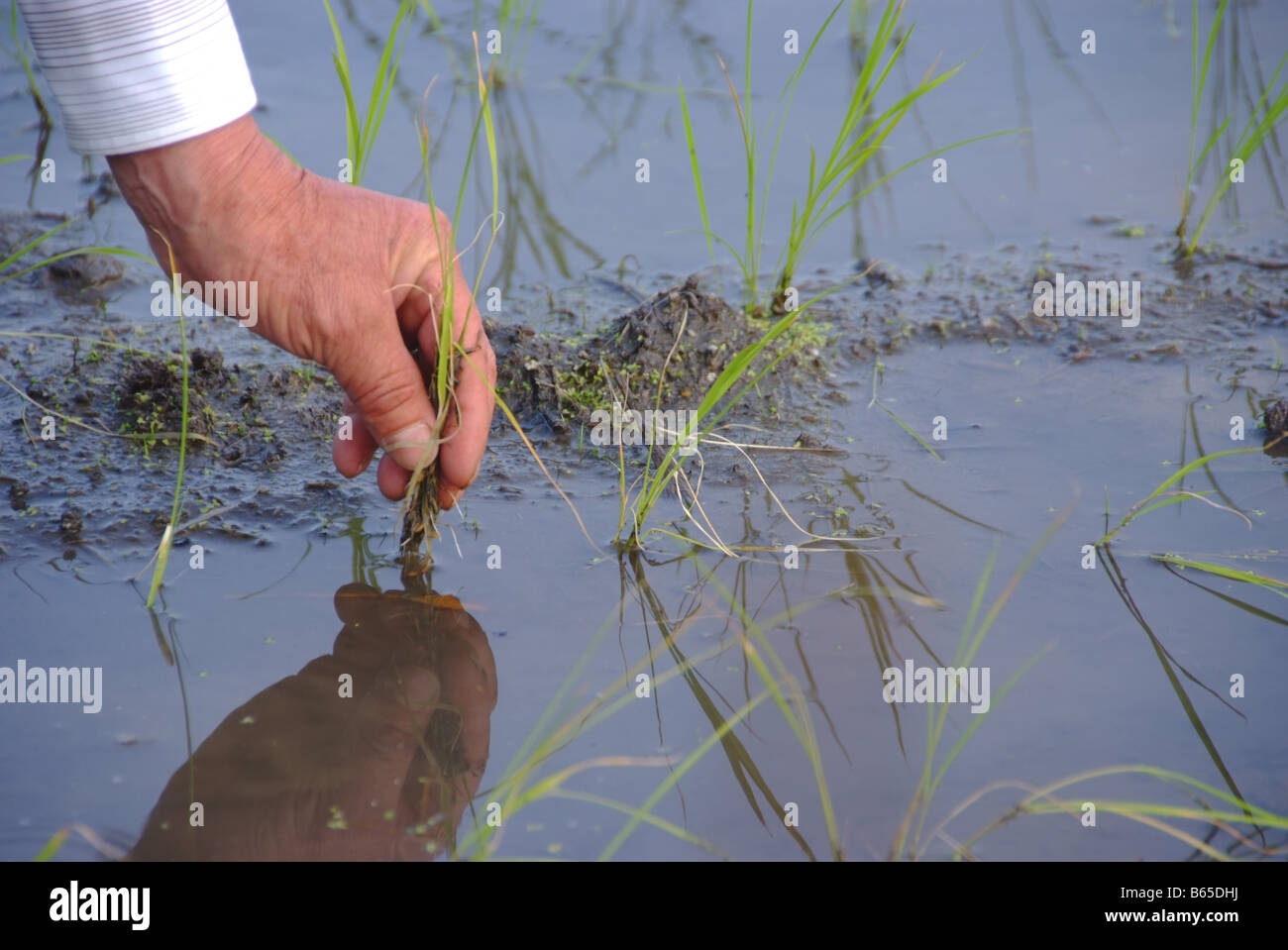 Close-up of a man's hand planting rice Stock Photo - Alamy