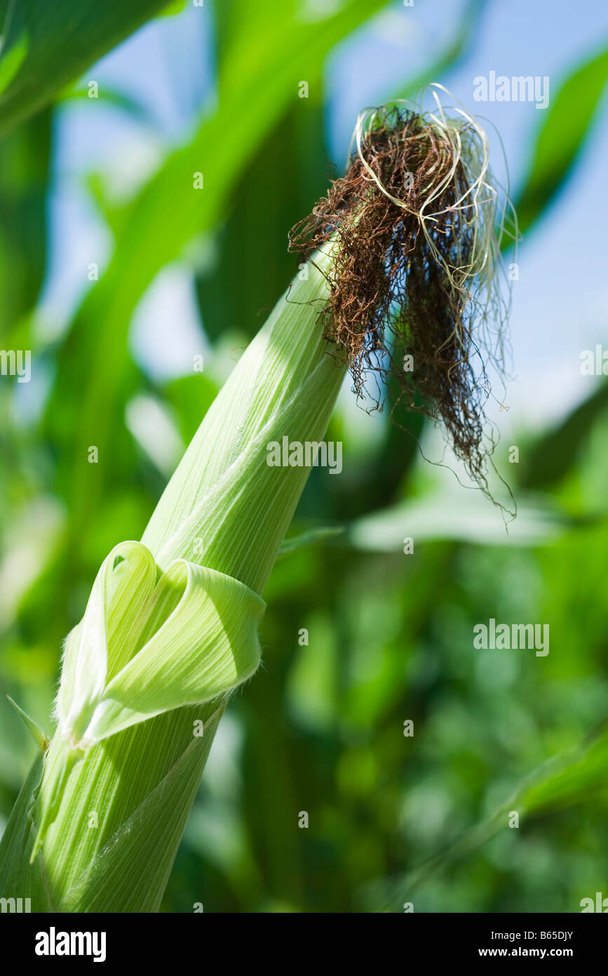 Corn husk, closeup Stock Photo Alamy