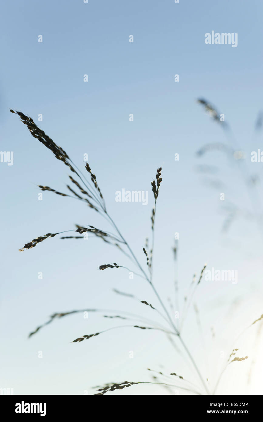 Grasses backlit blue sky hi-res stock photography and images - Alamy