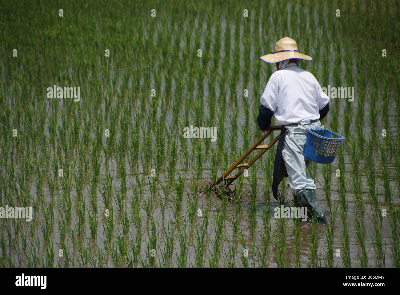 A Japanese farmer cultivating rice using traditional methods Stock ...
