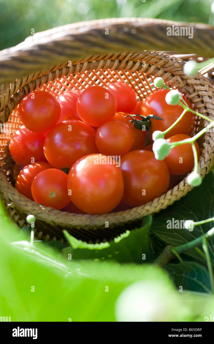 Ripe cherry tomatoes in wooden basket Stock Photo - Alamy
