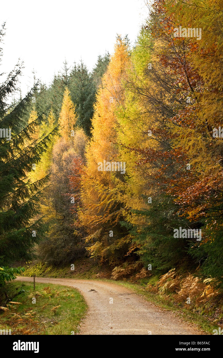 Autumn at Drummond Hill, Kenmore, Scotland. Stock Photo