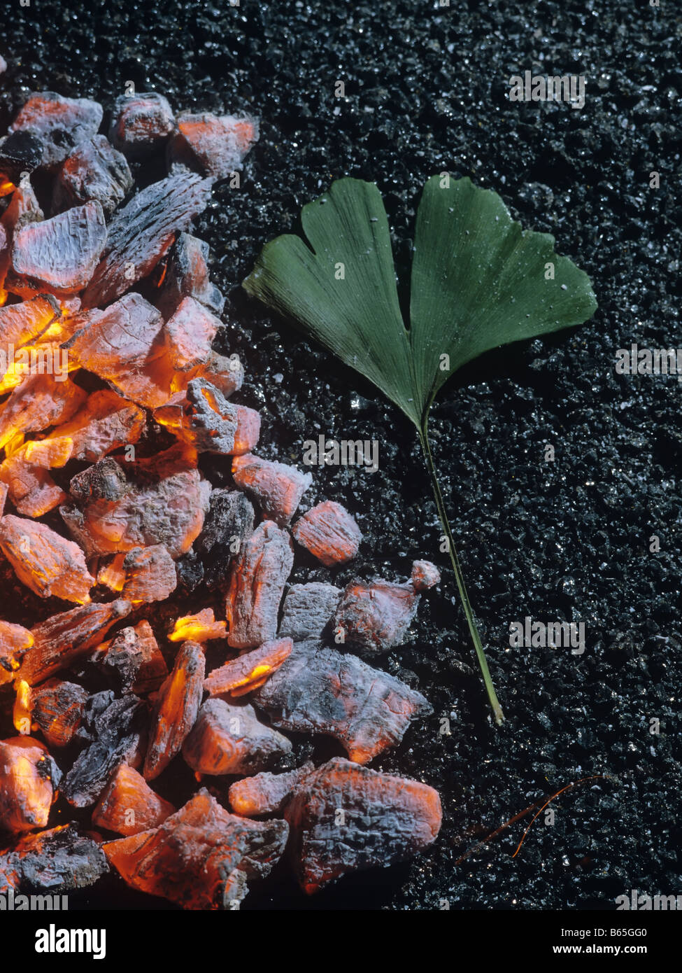 Resistent Ginkgo Stock Photo