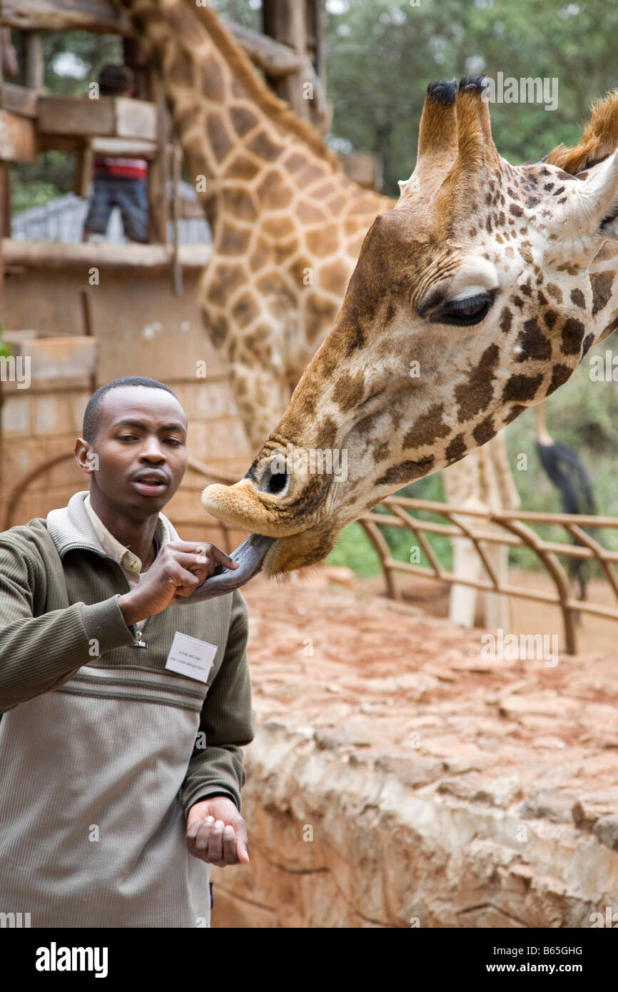 Langata Giraffe Centre Nairobi Kenya Africa Stock Photo - Alamy