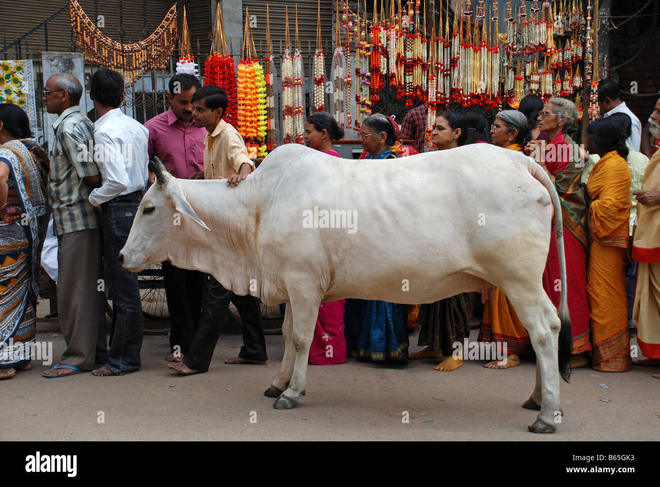 White cow near queue of people in Varanasi, India. Stock Photo