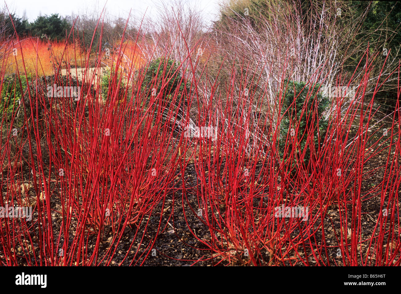 Winter Walk Cornus alba 'Sibirica' Anglesea Abbey red coloured stems garden plant Stock Photo