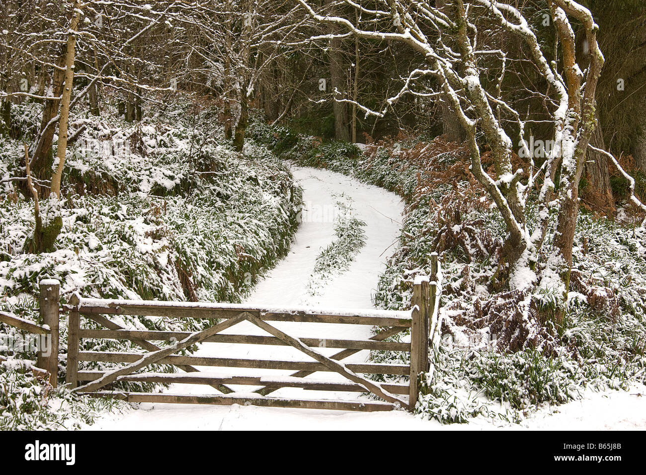 Through the gate.Scottish borders.Scotland. Stock Photo