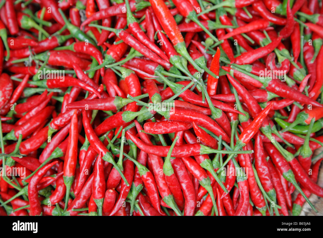 Red chili peppers, Market, Rabat, Morocco, Africa Stock Photo