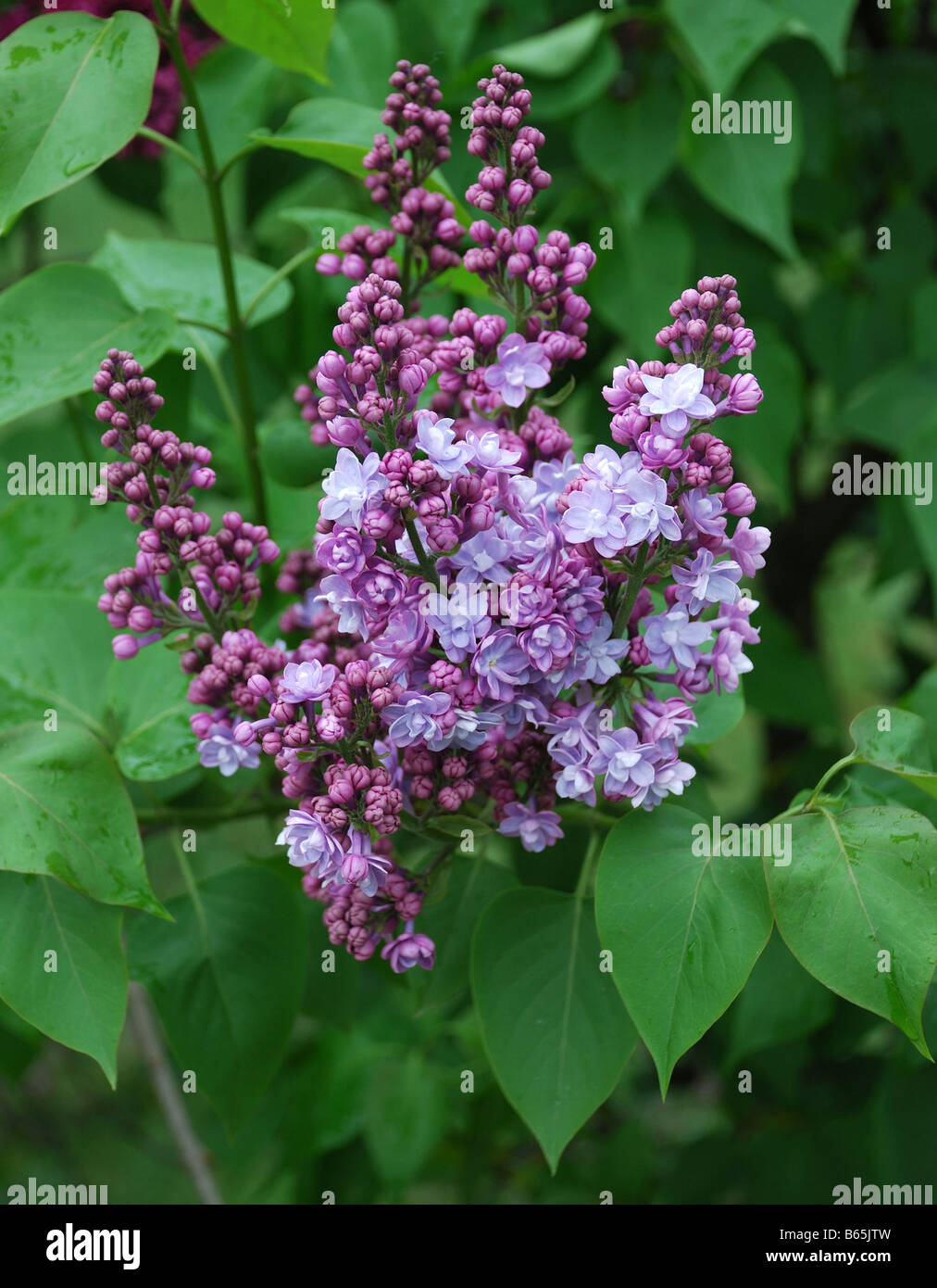 Lilac flowers in the background of green leaves Stock Photo