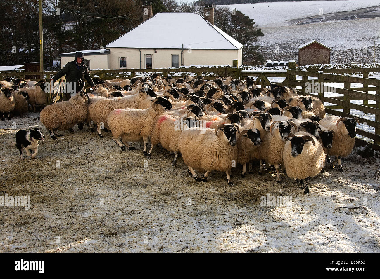 Dividing the sheep.Scottish Borders.Berwickshire. Scotland. Stock Photo