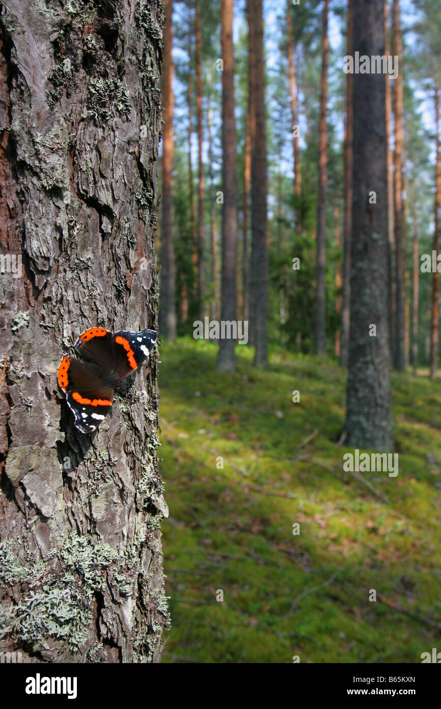 Red admiral butterfly Vanessa atalanta in pine forest. Stock Photo