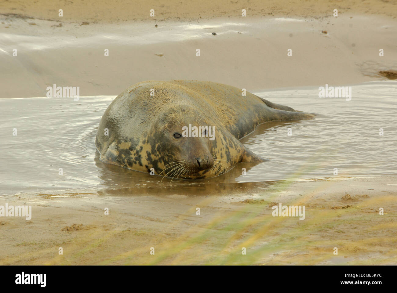 A grey seal. Stock Photo