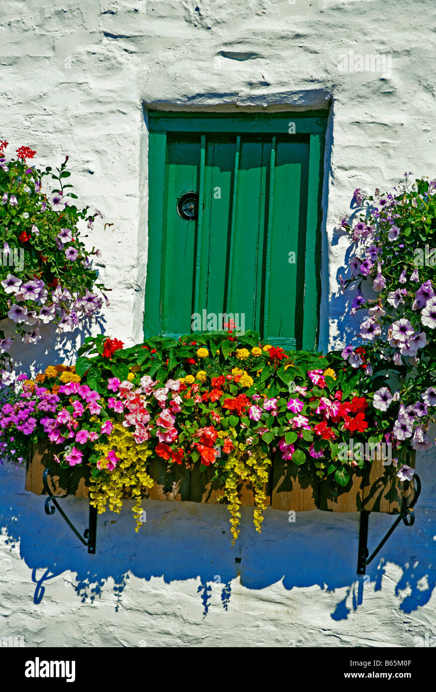 Colourful mixed planting in Window Box Stock Photo