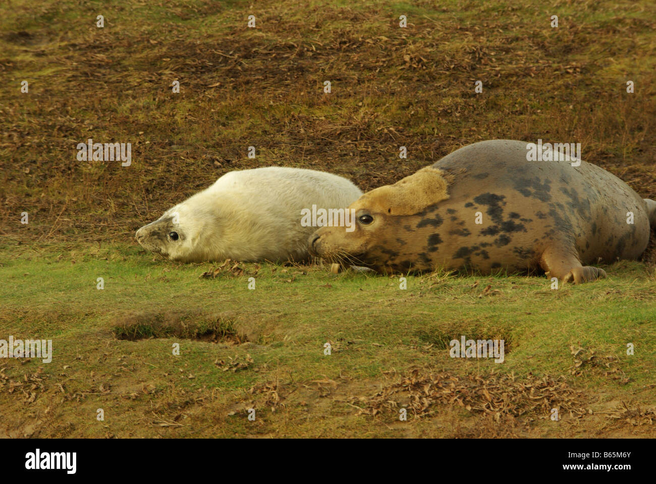 Grey seals, a mother and pup. Stock Photo