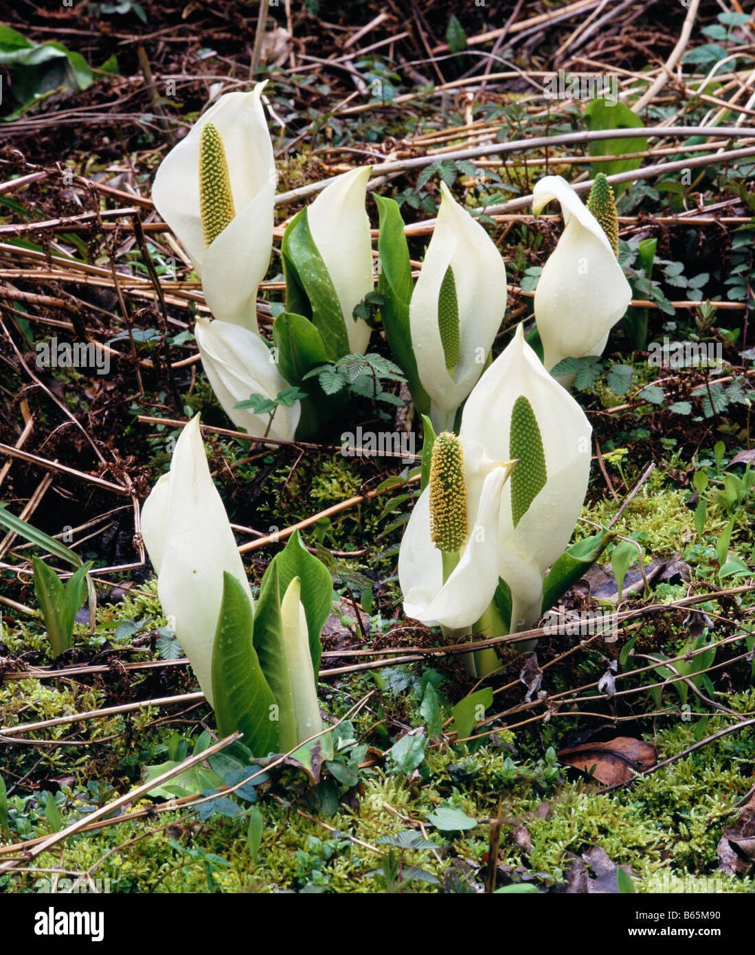 Lysichiton camtschatcensis in a bog garden Stock Photo
