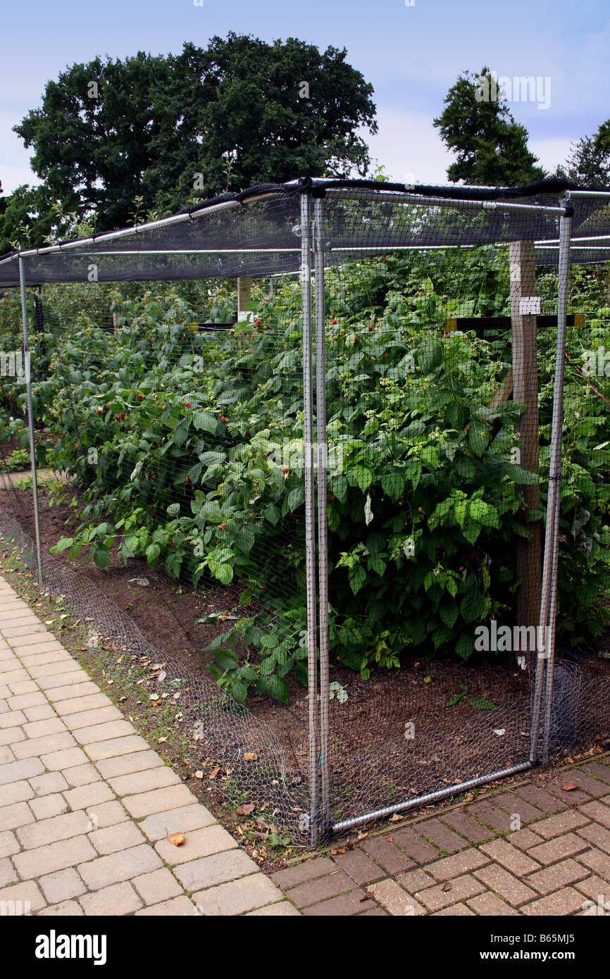 Fruit cage garden hi-res stock photography and images - Alamy