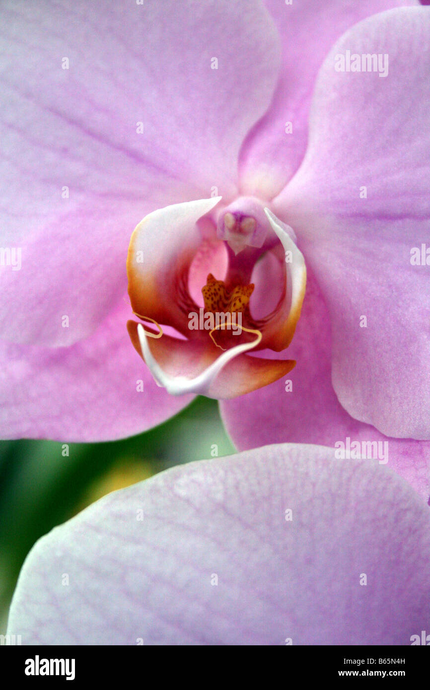 PHALAENOPSIS ORCHID. MOTH ORCHID. MALAYA FLOWER Stock Photo Alamy