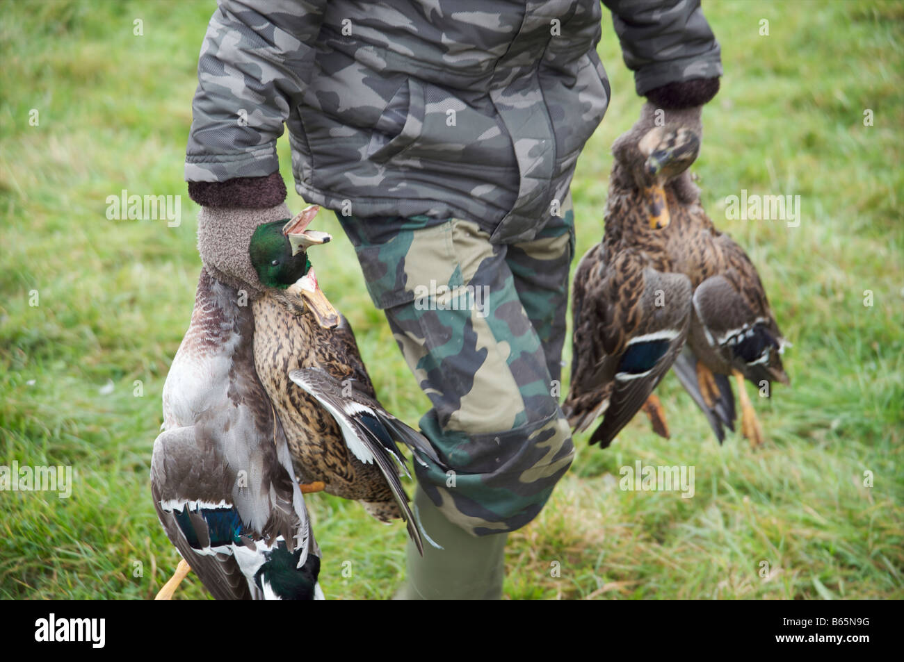 Ducks being carried by a young beater after being shot at a duck shoot Stock Photo
