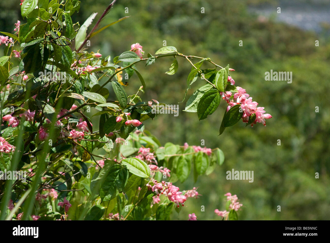 pink flower green leaves.  Ecuador. Horizontal. 71175 Ecuador Stock Photo
