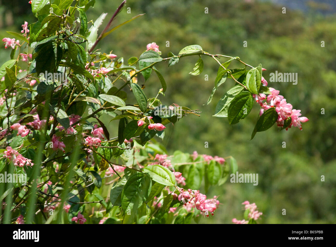 pink flower green leaves.  Ecuador. Horizontal. 71177 Ecuador Stock Photo
