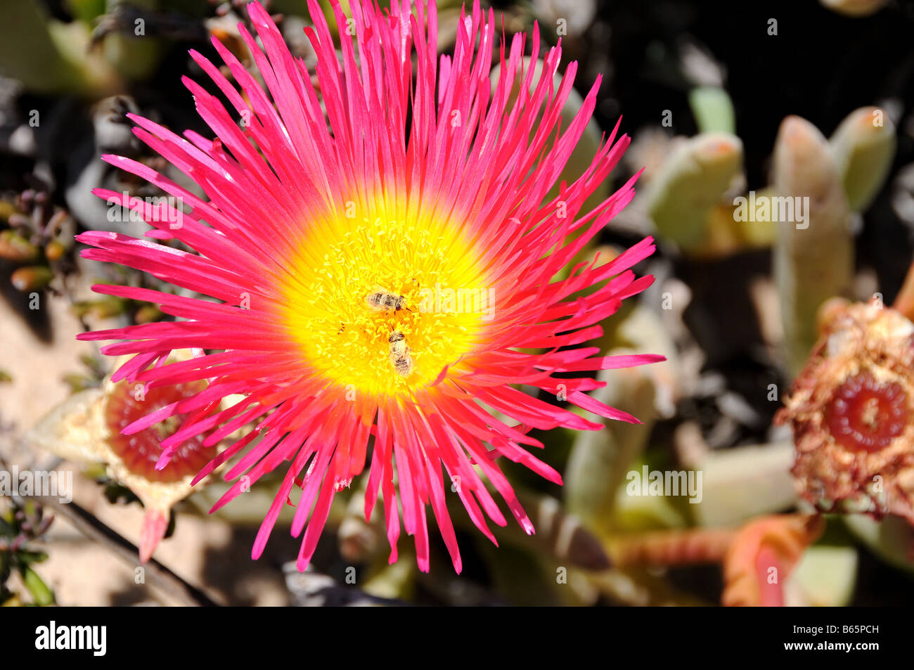 Carpobrotus quadrifidus with its large dark pink flower, flowering on the West Cape coast South Africa Stock Photo