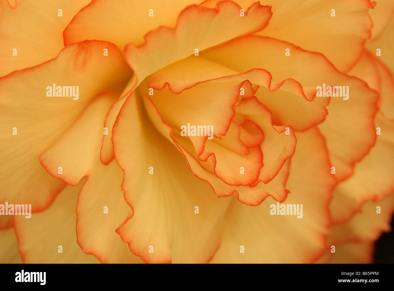 Close up of a variety of Begonia Stock Photo