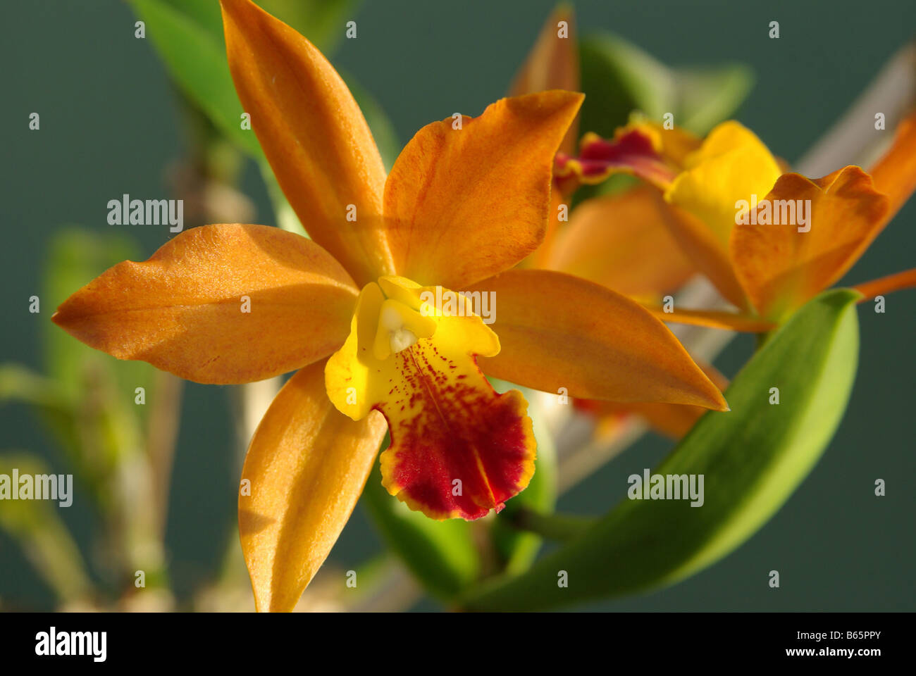 A Laeliocattleya orchid, variety  LOOG TONG . Stock Photo