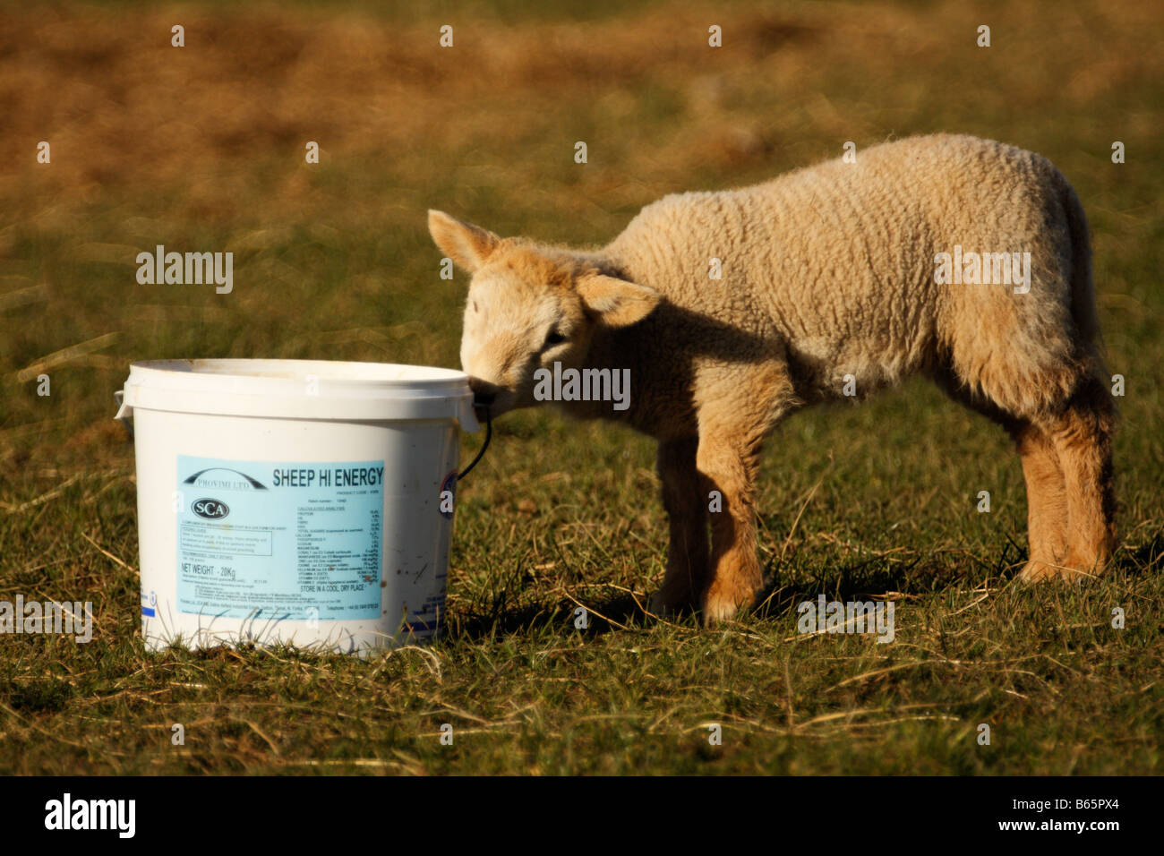 Young Lamb eating Sheep Food from a plastic bucket Stock Photo