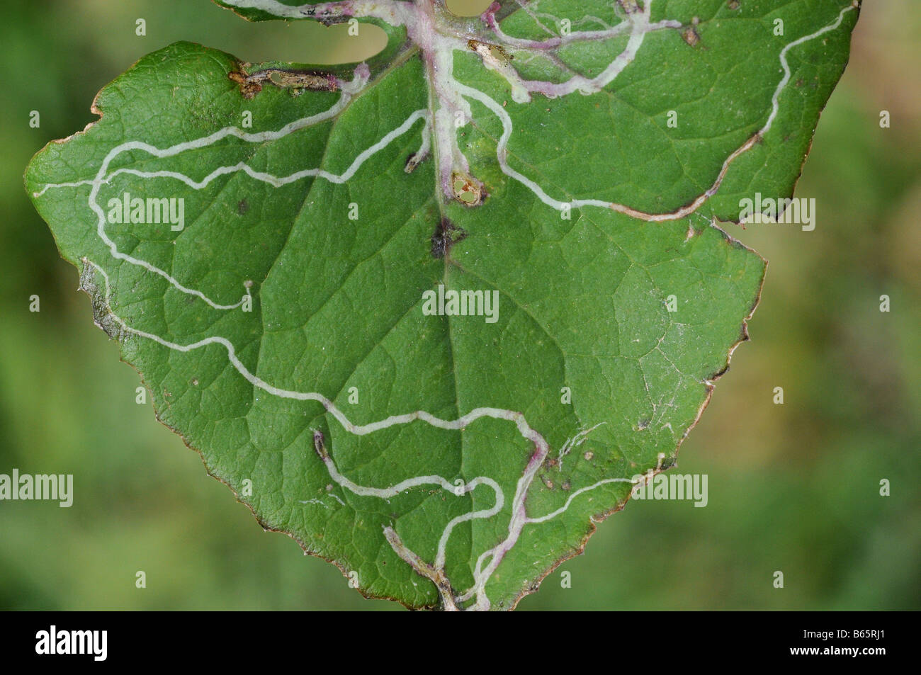 Leaf Miner trail patterns between the upper and lower epidermis of a weed leaf Stock Photo