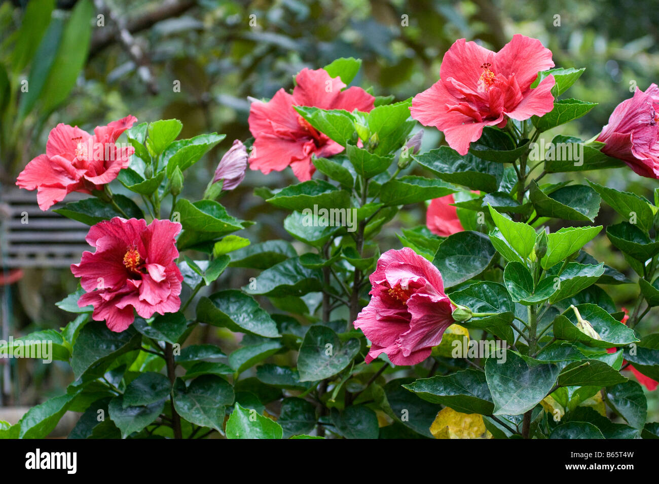 beautiful pink flower green leaves.  Ecuador. horizontal 71215 Ecuador Stock Photo