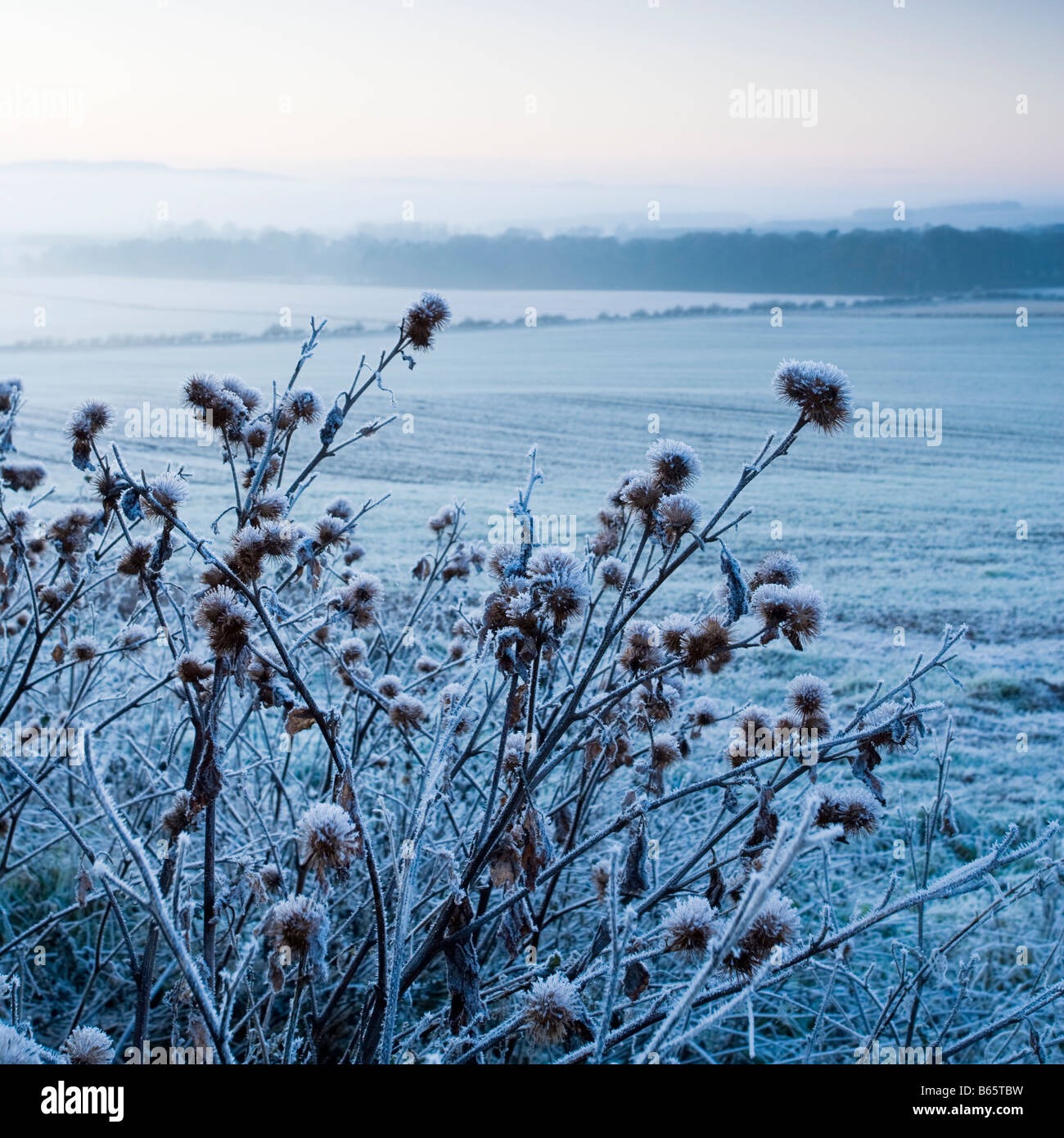 Frozen teasels at the edge of an arable farm field near the town of Wooler in North Northumberland, England Stock Photo