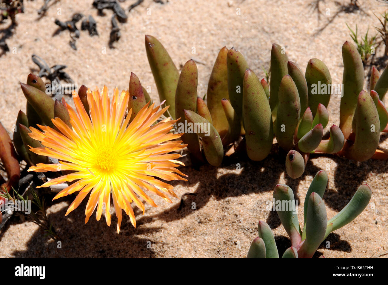 Sprawling ground creeper succulent flowering on the Coastal Sands of Namaqualand South Africa Stock Photo