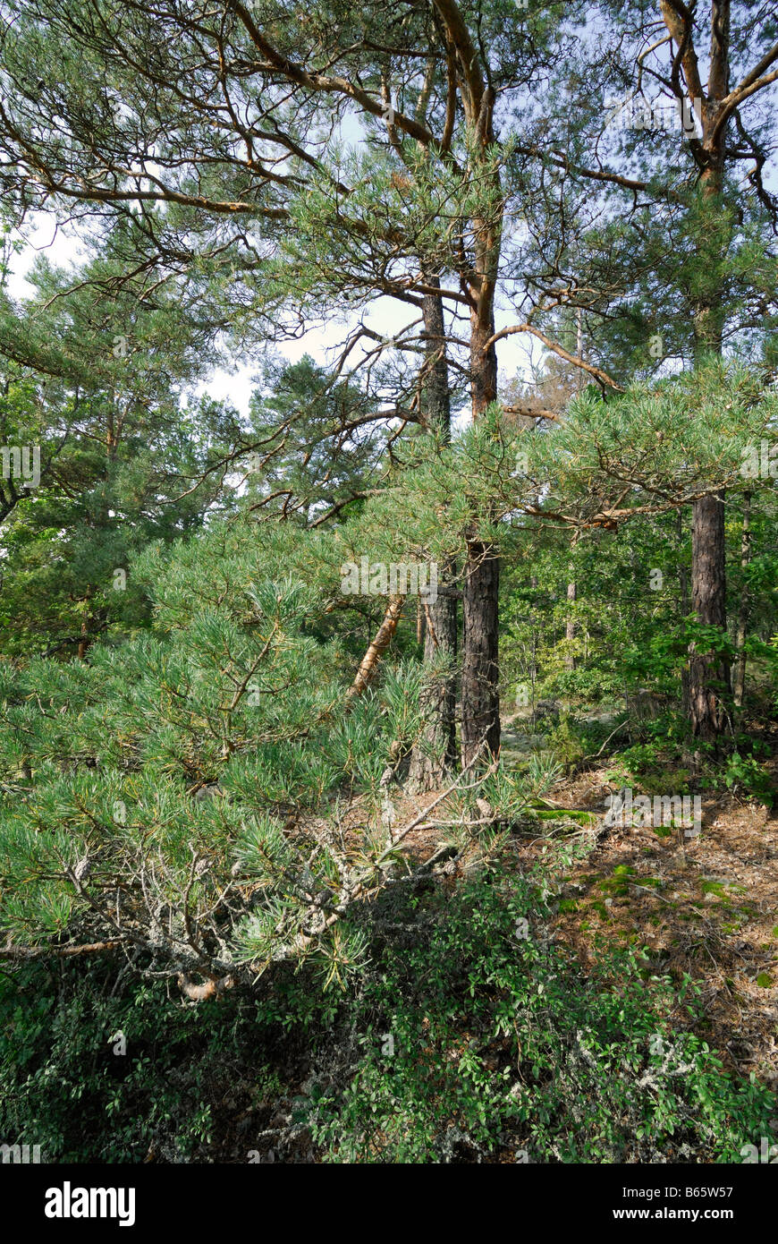 Deep pine forest hi-res stock photography and images - Alamy