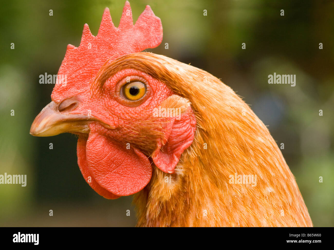 Portrait of an Isa Brown chicken. Stock Photo