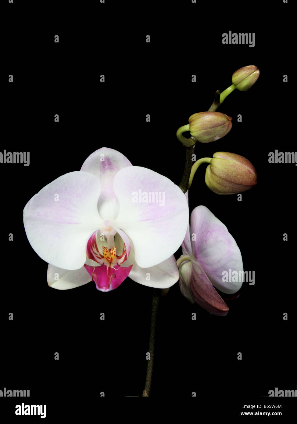 White and pink phalaenopsis orchids on black background Stock Photo